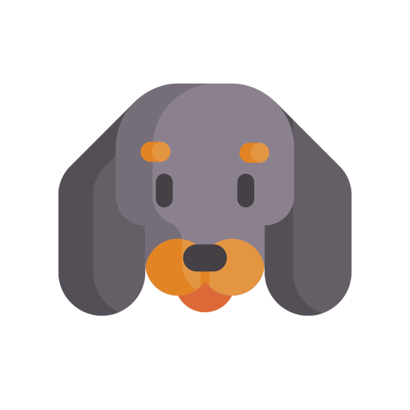 Dachshund